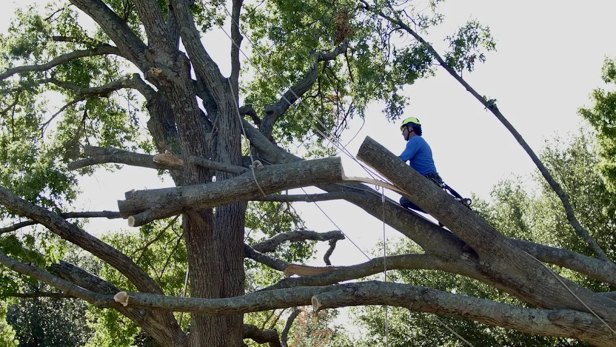 Professional Crown Thinning performed by certified arborists in Nuevo