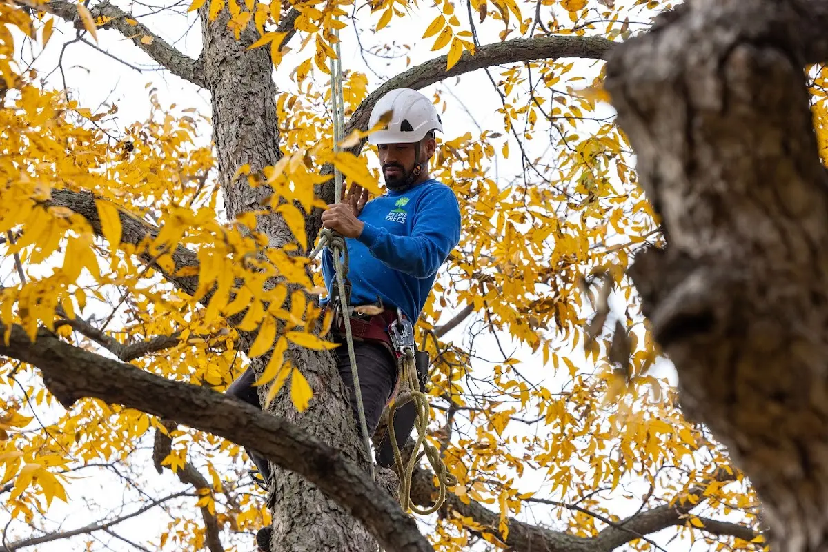 Skilled Tree Trimming crew working in Nuevo
